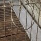 Cage à oiseaux