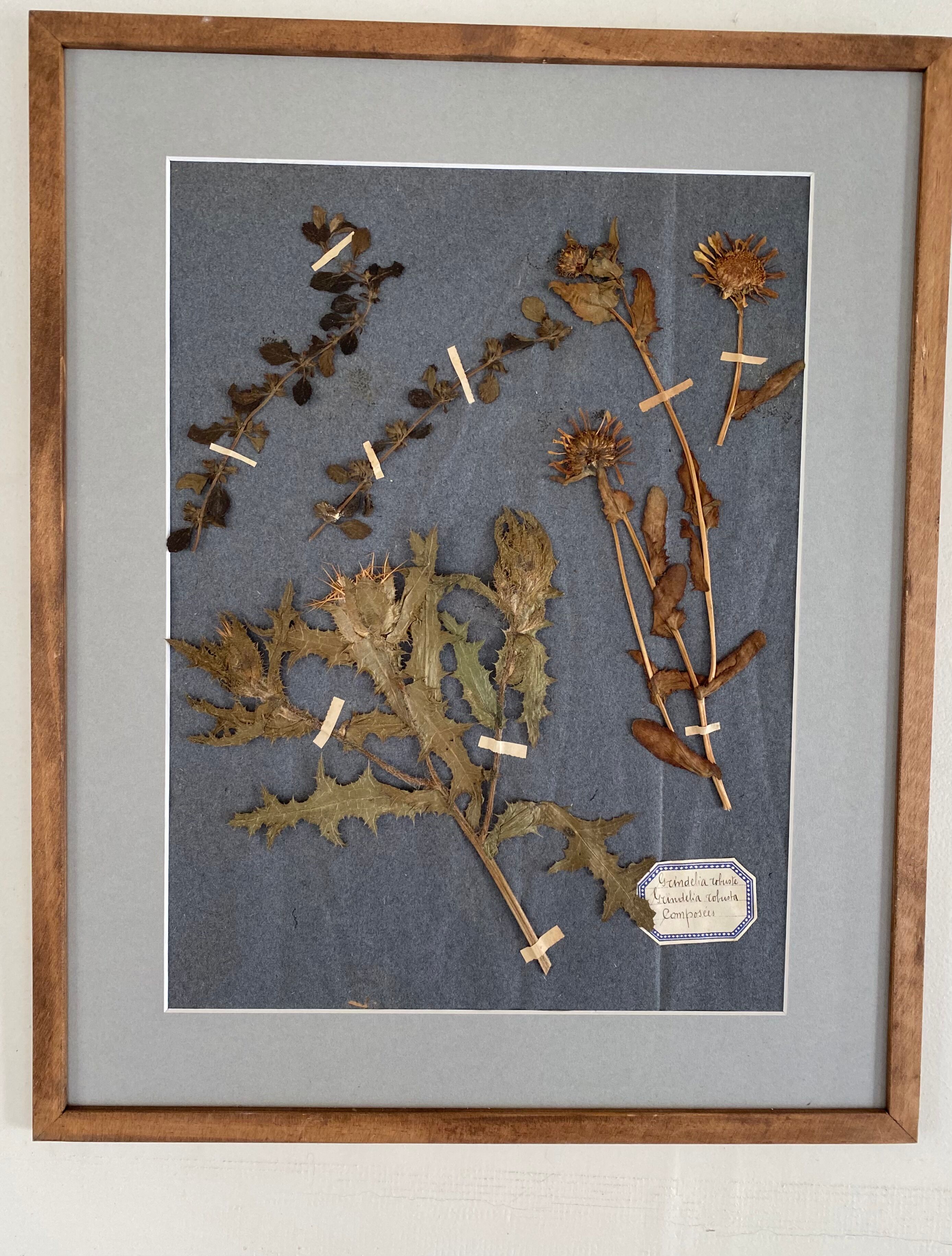 Herbarium