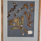 Herbier
