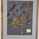 Herbarium