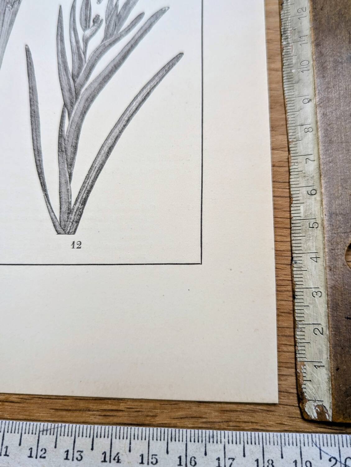 Printed in 1889, the Iridaceae (Iridaceae). Old botanical plate.