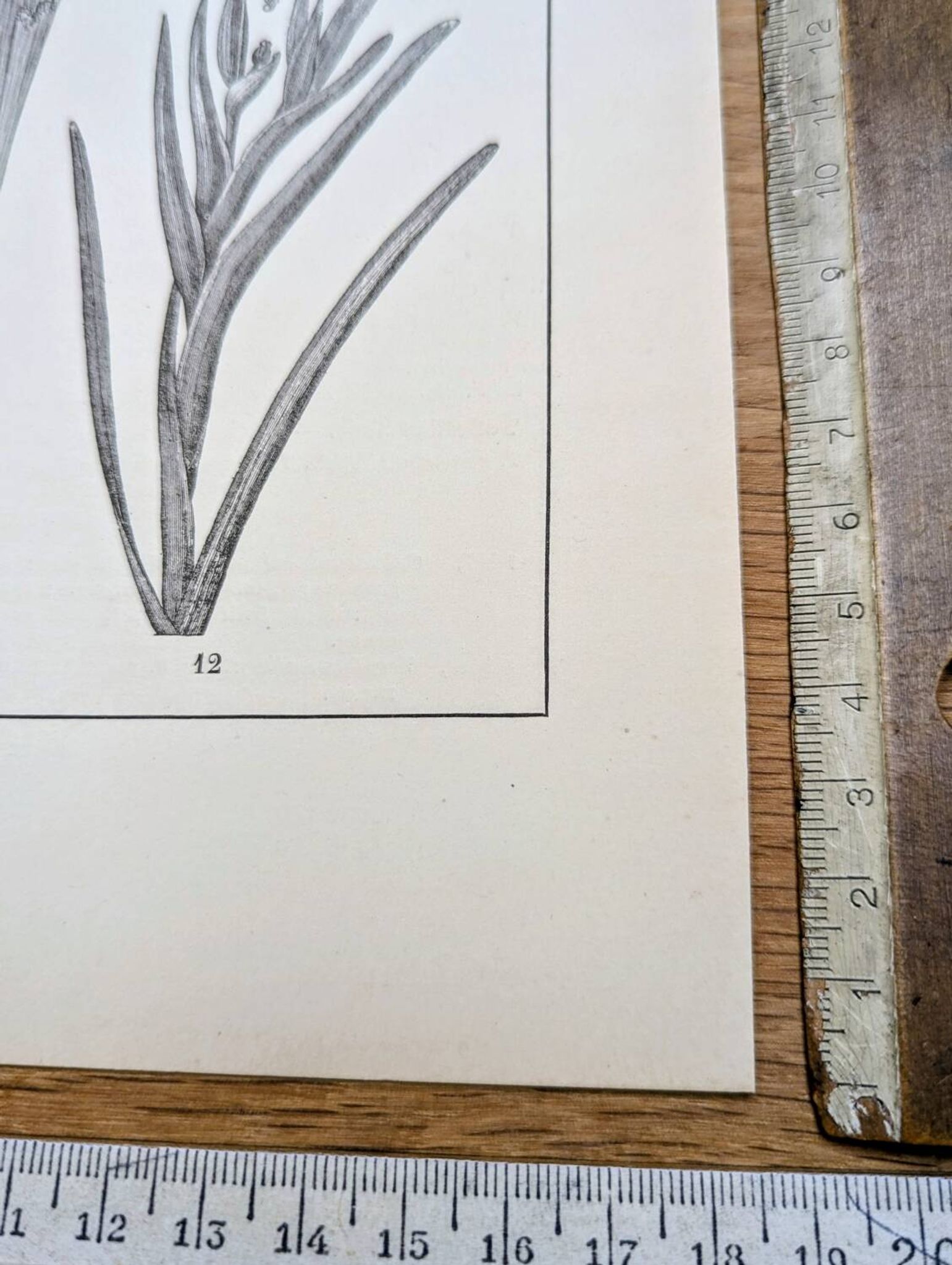 Printed in 1889, the Iridaceae (Iridaceae). Old botanical plate.