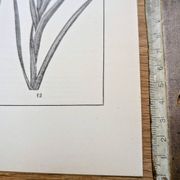 Printed in 1889, the Iridaceae (Iridaceae). Old botanical plate.