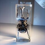 Authentic Japanese Rhinoceros Beetle in resin inclusion
