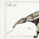 3 chimeras lithograph animal engraving