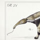 3 chimeras lithograph animal engraving