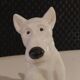 small ceramic fox terrier dog Sargemines 1930/1940