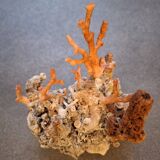 Raw coral branch