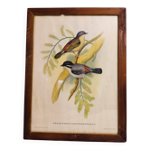 Hand-Enhanced Gould Bird Lithograph Painting / 1950's England / Ptilinopus Ewingii