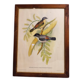 Hand-Enhanced Gould Bird Lithograph Painting / 1950's England / Ptilinopus Ewingii