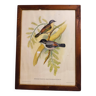 Tableau Lithographie Oiseau Gould Réhaussée Main / 1950's Angleterre / Ptilinopus Ewingii