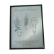 Botanical plate tisane for digestion, 1982 C Michaut