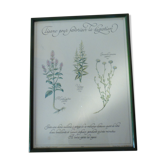 Botanical plate tisane for digestion, 1982 C Michaut