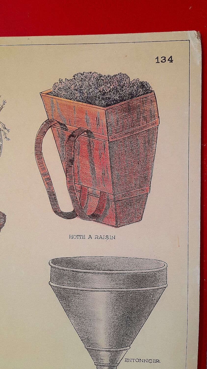 Educational poster Deyrolles Le Vin.