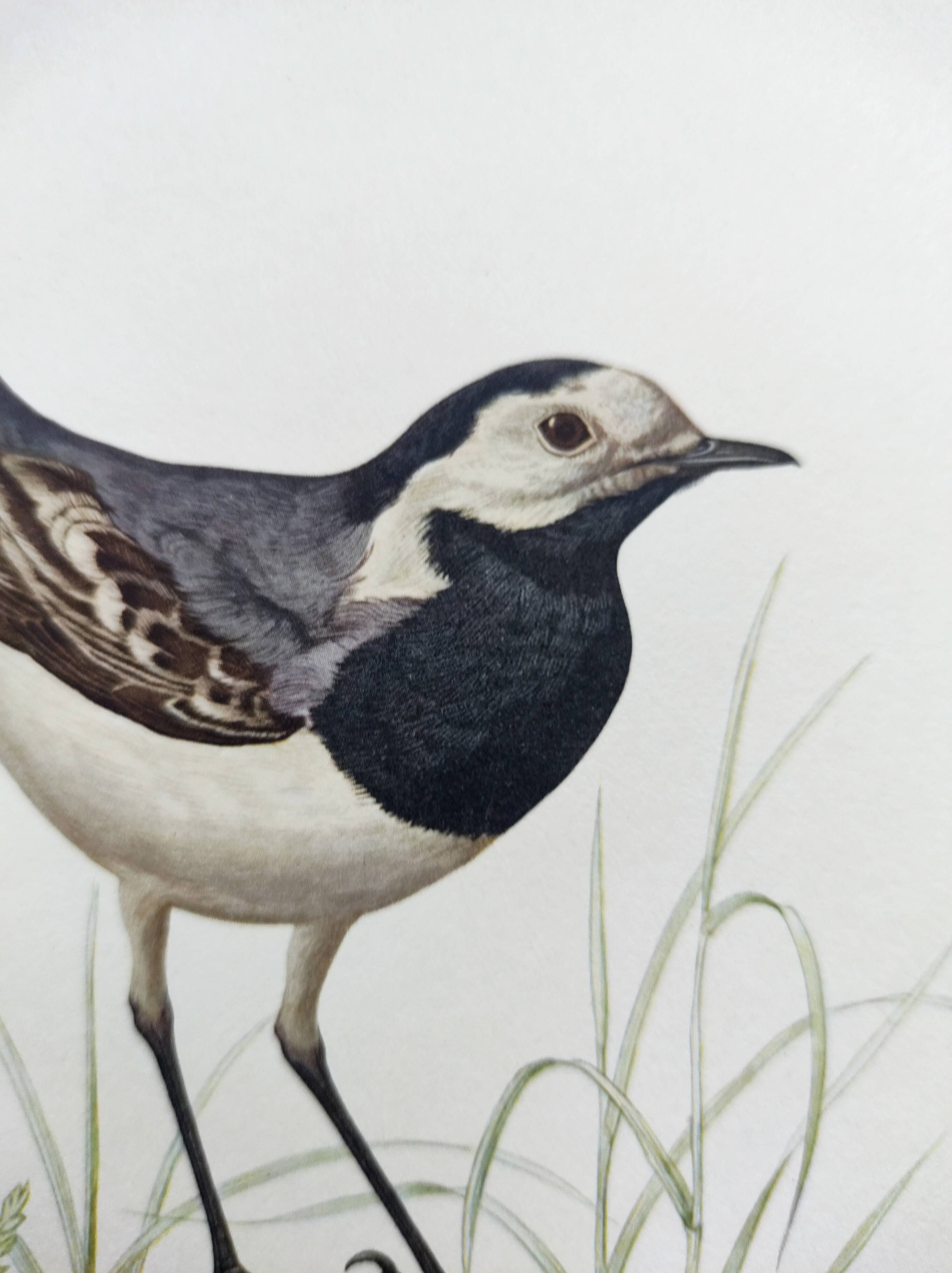 Old bird board 1960s - Gray Wagtail - Zoological and ornithology illustration