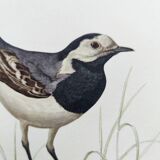 Old bird board 1960s - Gray Wagtail - Zoological and ornithology illustration