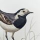 Old bird board 1960s - Gray Wagtail - Zoological and ornithology illustration