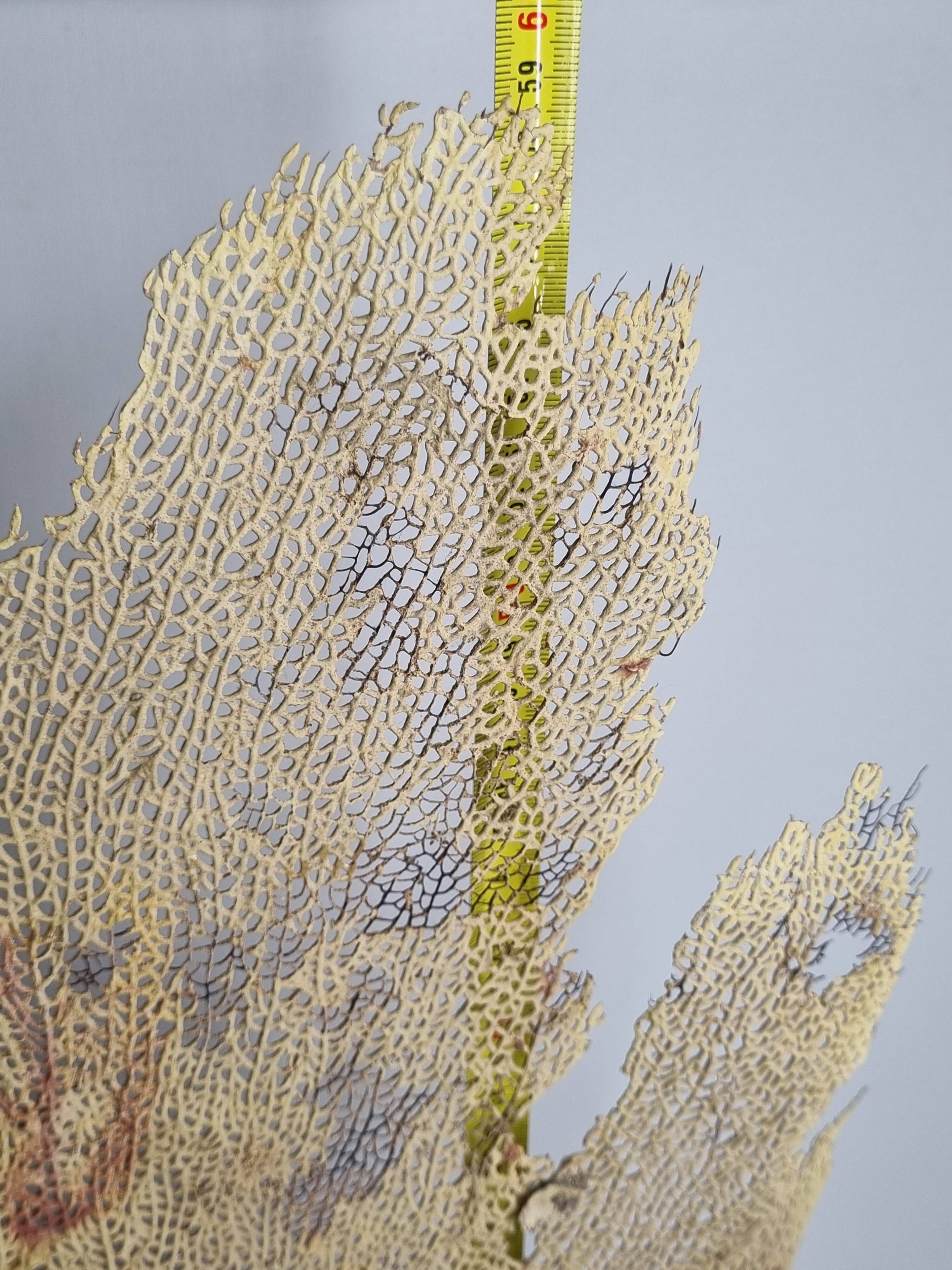 Antique fan coral on wooden base, Large decorative specimen, 59 cm