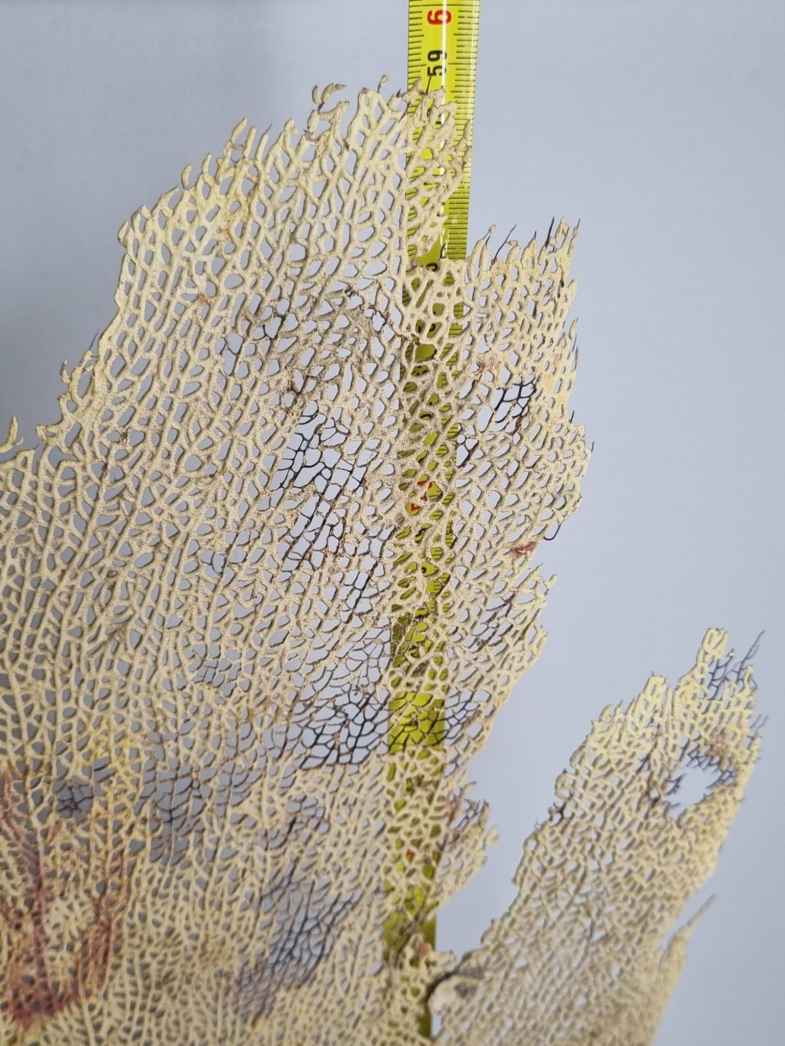 Ancient fan coral on a wooden base, large decorative specimen, 59 cm.