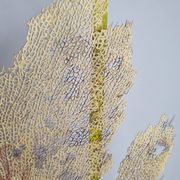 Ancient fan coral on a wooden base, large decorative specimen, 59 cm.