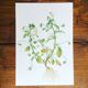 3 botanical plates