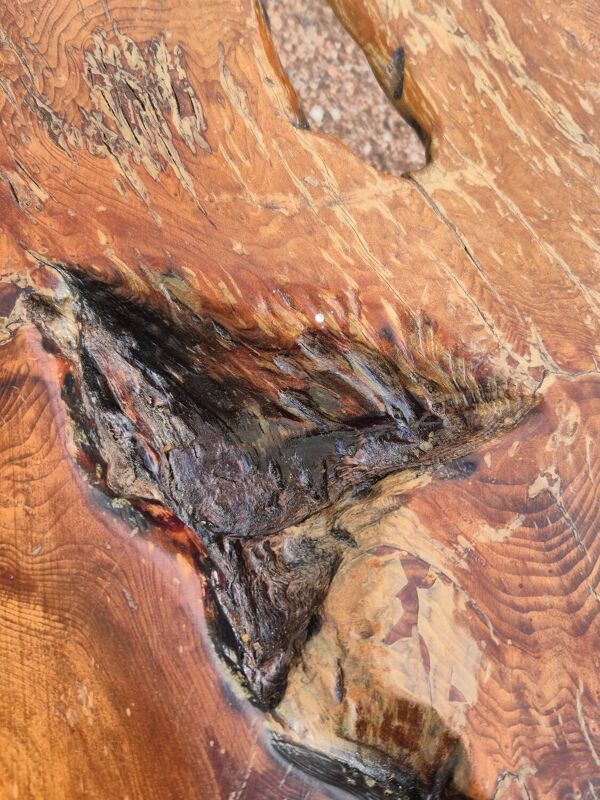 Table basse Brutaliste racine tronc d'arbre en Orme massif 1950s