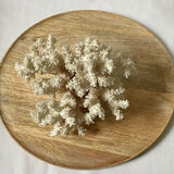 Vintage white coral