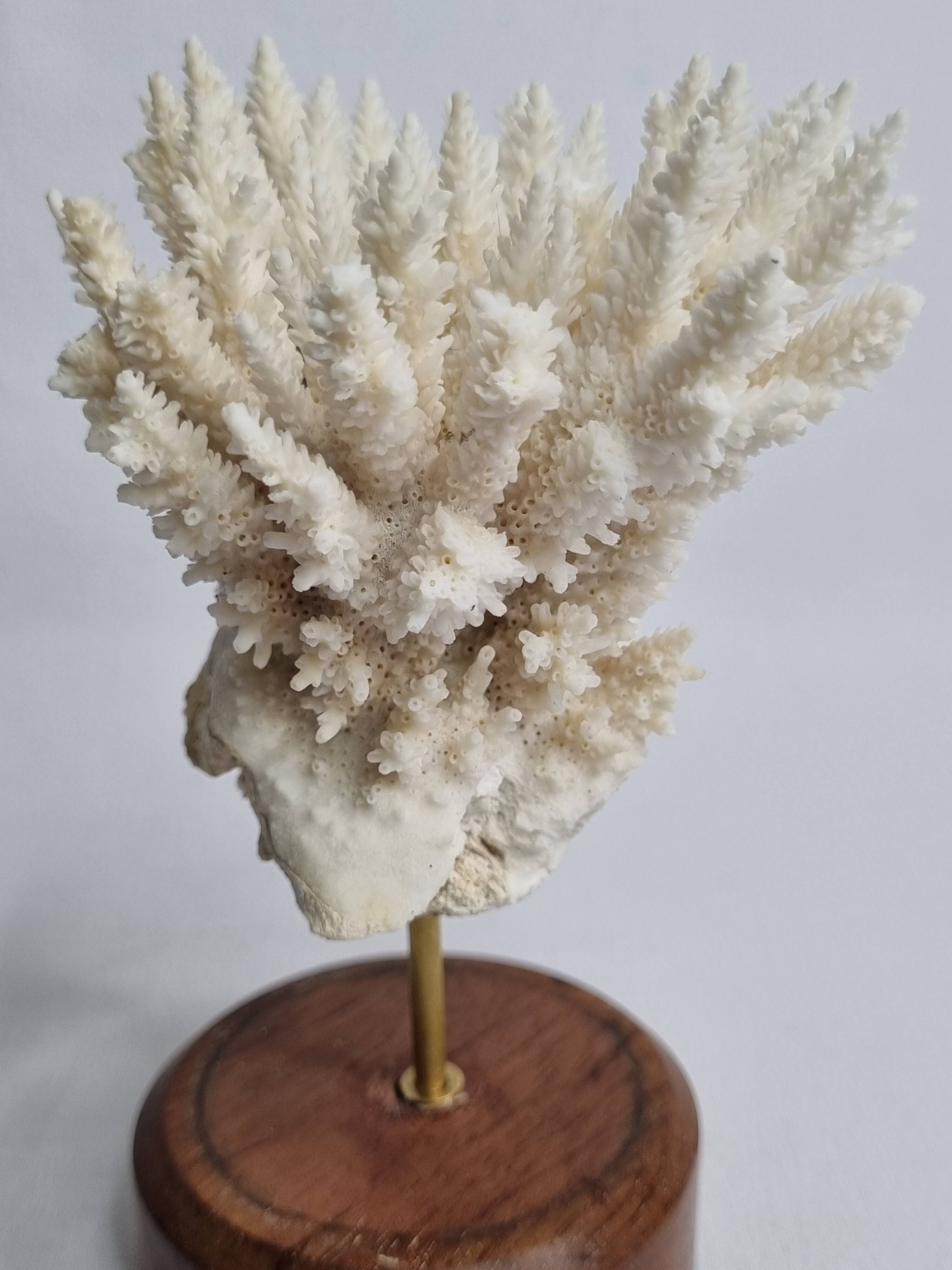 Antique white coral mounted on a wooden base, 15 cm
