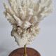 Antique white coral mounted on a wooden base, 15 cm