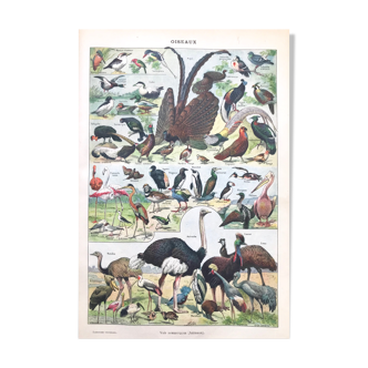 Planche ancienne oiseaux 1922