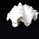 Tridacne Bénitier géant xx -ème