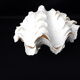 Tridacne Giant Clam xx -th