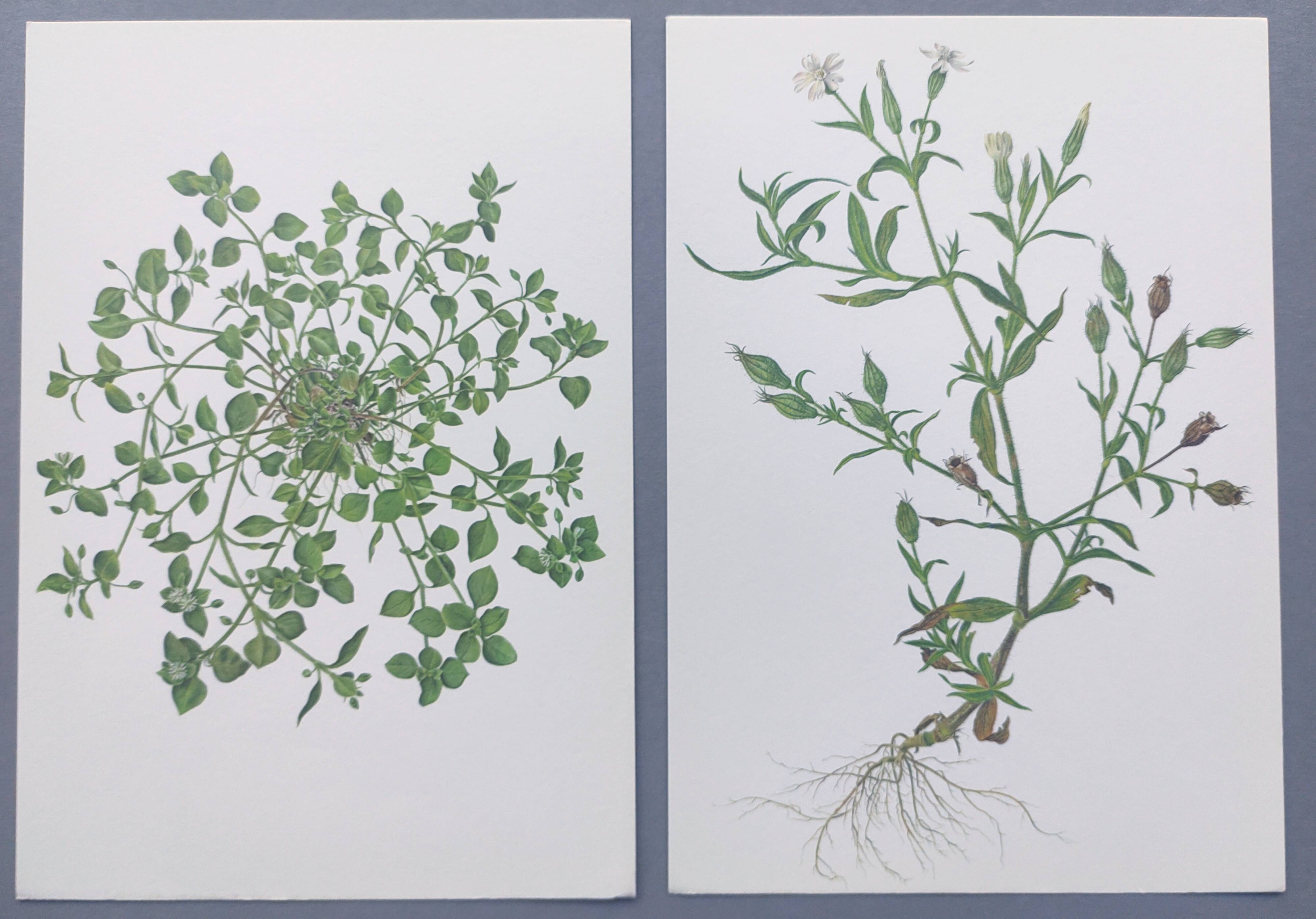Lot of 2 vintage botanical illustrations from 1978 - including Stellaire - plant and herb plates