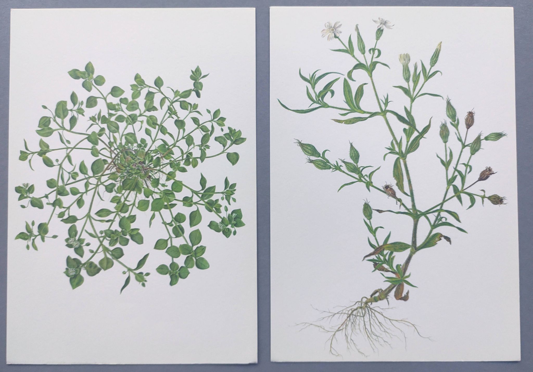 Lot of 2 vintage botanical illustrations from 1978 - including Stellaire - plant and herb plates