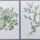 Lot of 2 vintage botanical illustrations from 1978 - including Stellaire - plant and herb plates