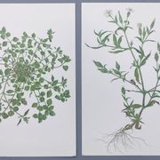 Lot of 2 vintage botanical illustrations from 1978 - including Stellaire - plant and herb plates