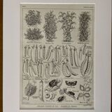 Pea lithograph from 1921