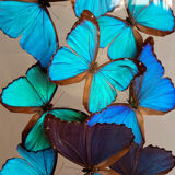 Napoleon III globe 19th with butterfly Morpho