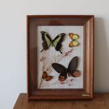 Frame naturalized butterflies