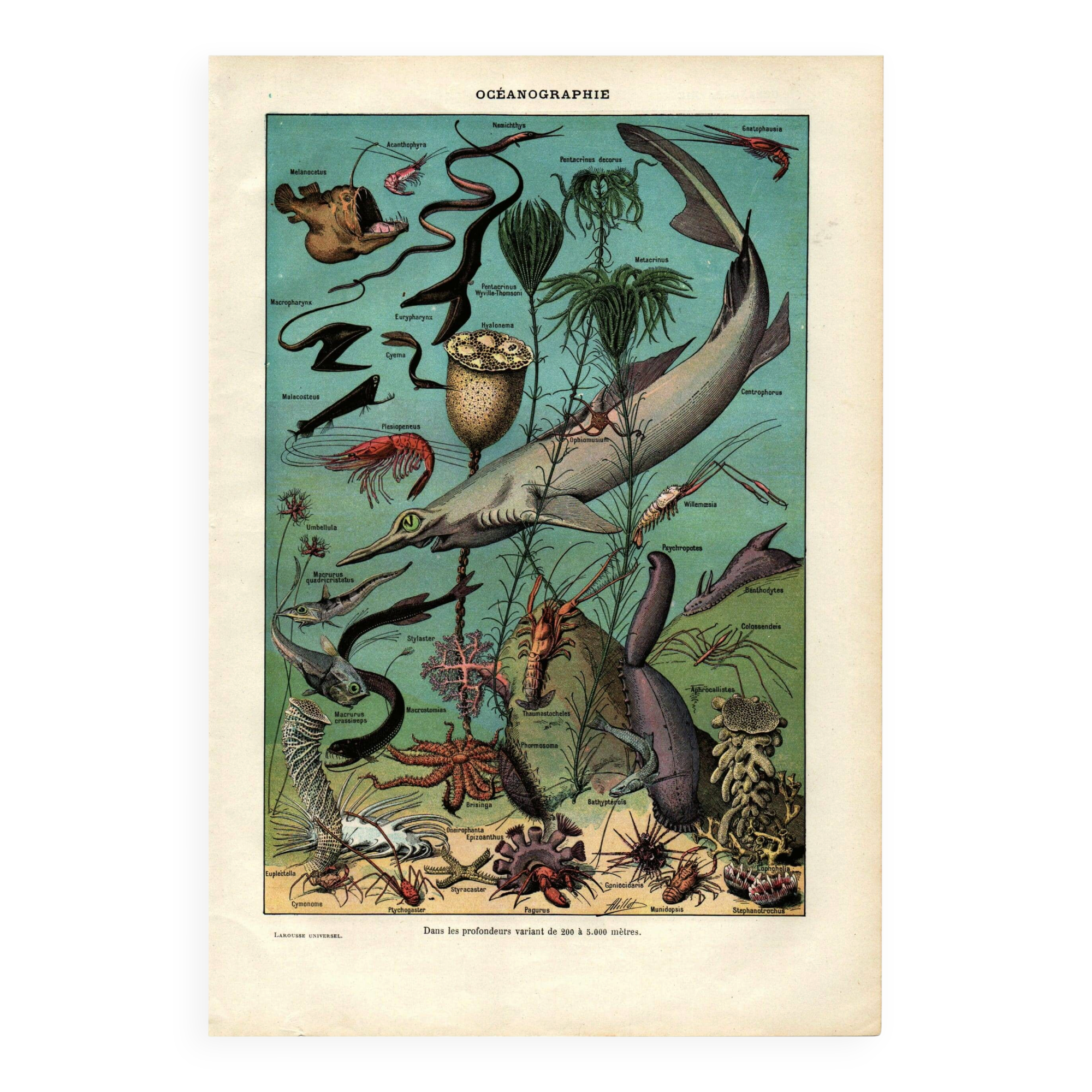 Old engraving from 1923 - Oceanography and marine life - vintage plate