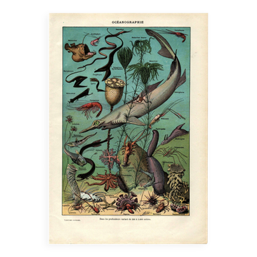Old engraving from 1923 - Oceanography and marine life - vintage plate