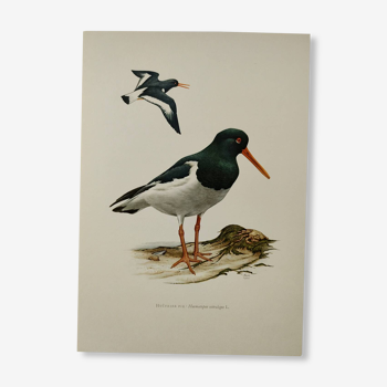 Planche oiseaux Années 1960 - Huîtrier Pie - Illustration zoologique et ornithologique vintage
