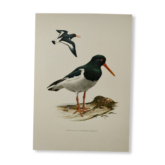Planche oiseaux Années 1960 - Huîtrier Pie - Illustration zoologique et ornithologique vintage