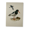 Bird board 1960s - Pied Oystercatcher - Vintage zoological and ornithological illustration