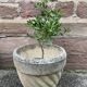 Reconstituted stone planter