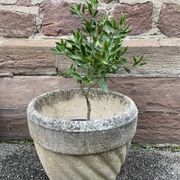 Reconstituted stone planter