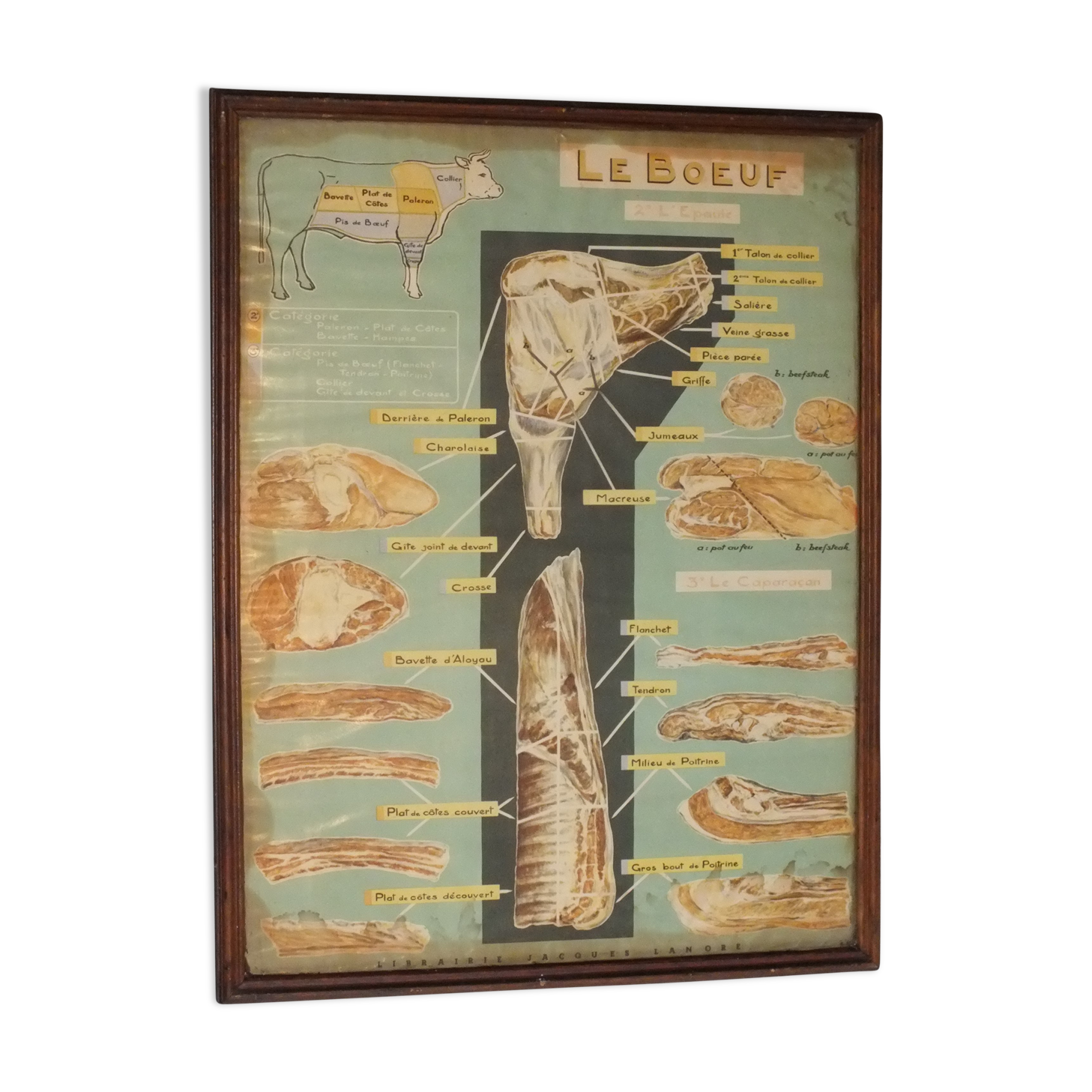 Jacques Lanore's pedagogical poster - Le Boeuf (shoulder)