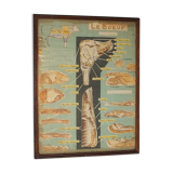 Jacques Lanore's pedagogical poster - Le Boeuf (shoulder)