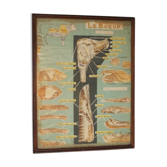 Jacques Lanore's pedagogical poster - Le Boeuf (shoulder)