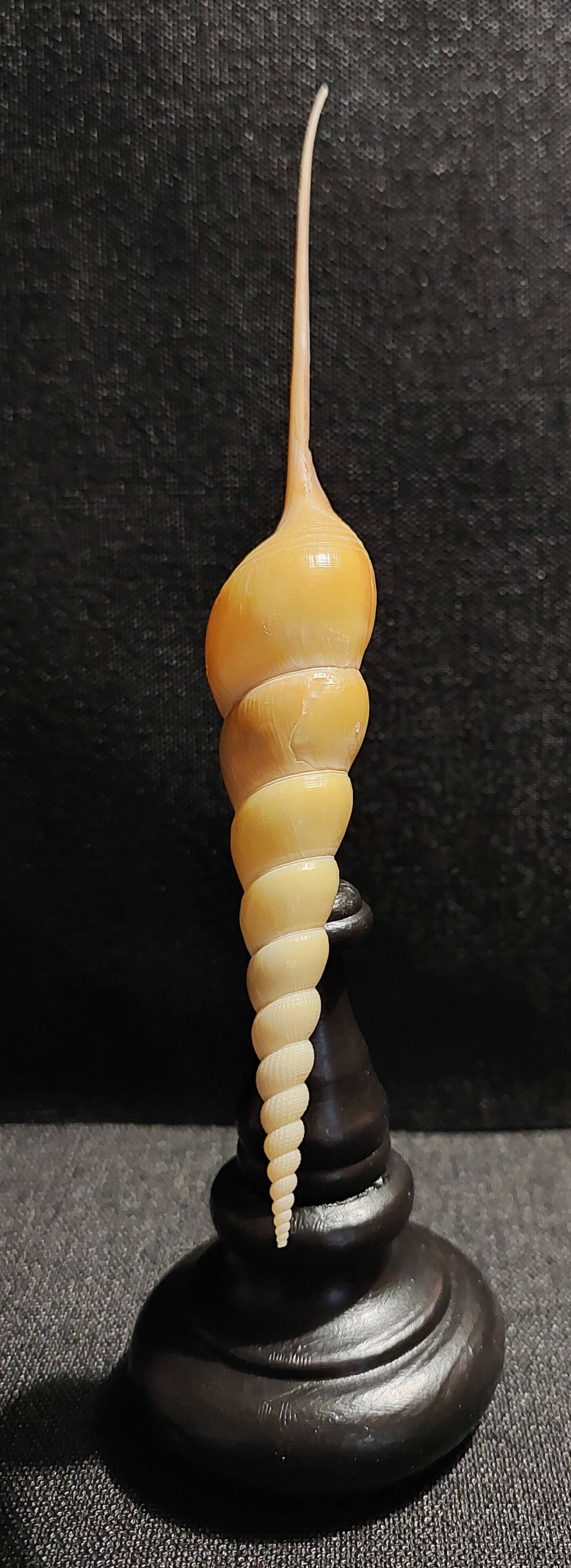 Cabinet of Curiosities tibia fusus shell on base